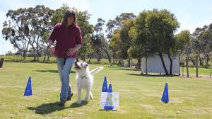 Effective Dog Training Tips For Obedience: Master The Basics Now